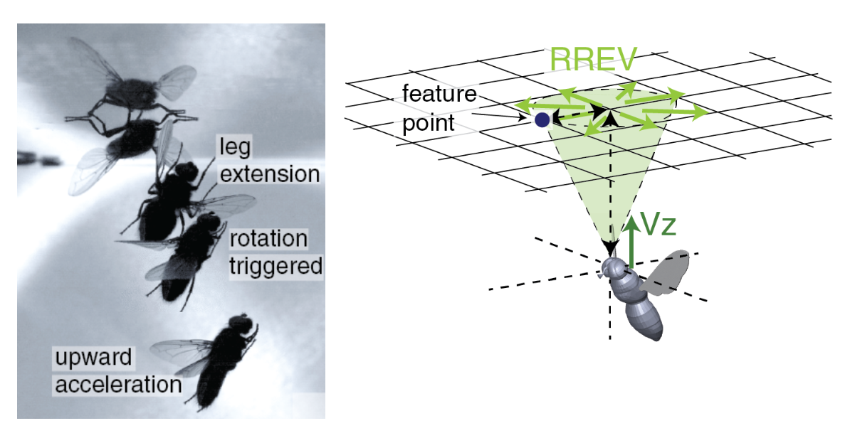 Bio-inspired Inverted Landing Strategy in a Small Aerial Robot Using Policy Gradient